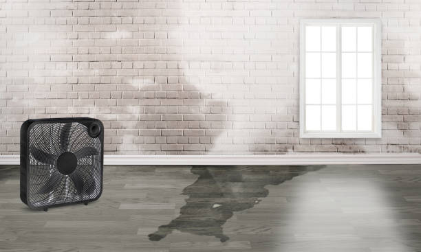 Best 24-hour water damage restoration  in Jonesville, LA